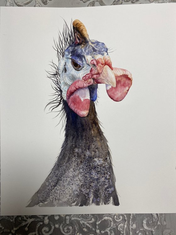 Guinea fowl bird