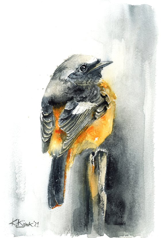 Common Redstart, watercolor of birds and wildlife