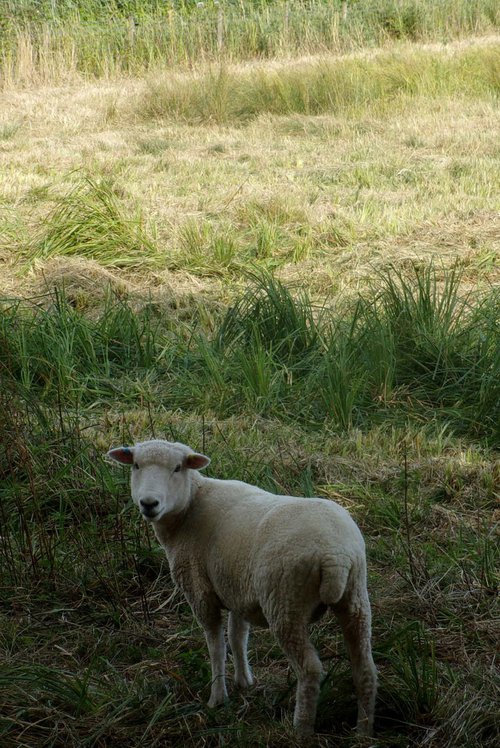 Here's looking at ewe... by Tim Saunders