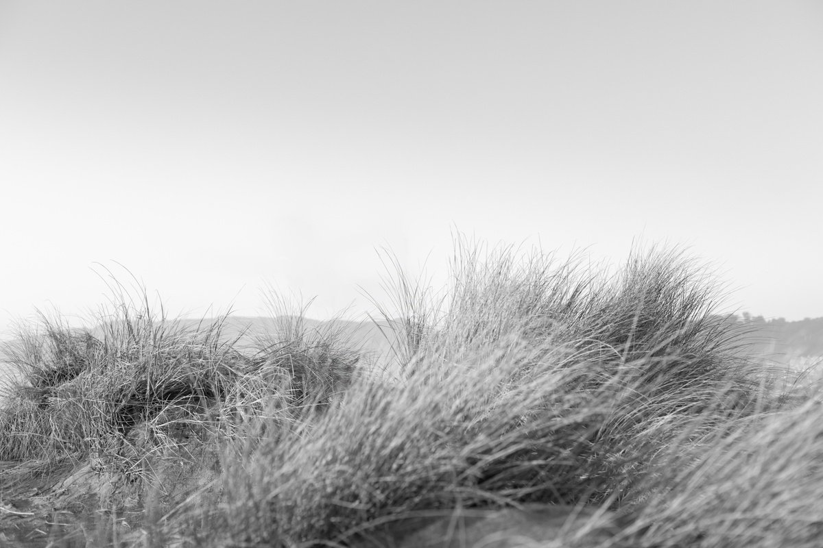 Beach Grass by Robert Houser