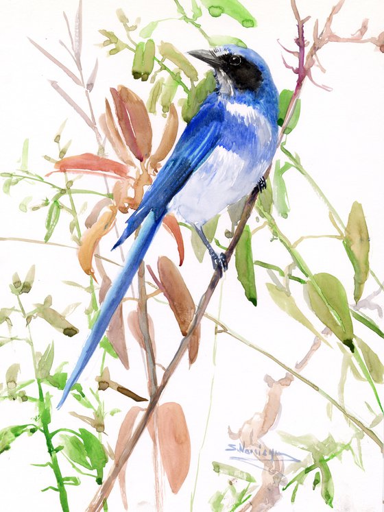 Florida Scrub Jay