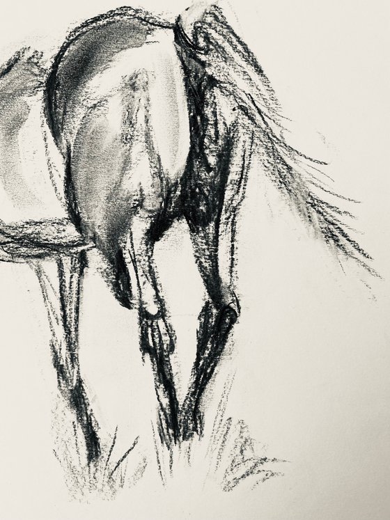 Charcoal: Sketch of Horse
