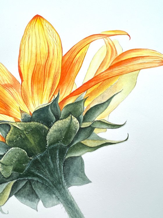 Sunflower. Original watercolor artwork.