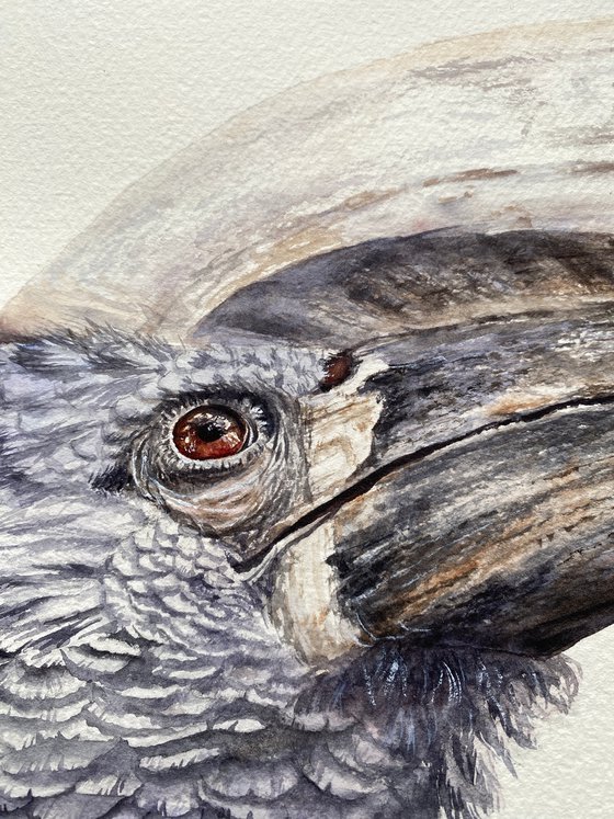 Silvery-cheeked Hornbill