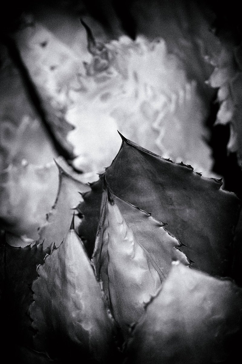 Photorealistic Botanical Photograph By Heike Bohnstengel, 18 X 24, Agave, Sonoran Desert, Original Artwork