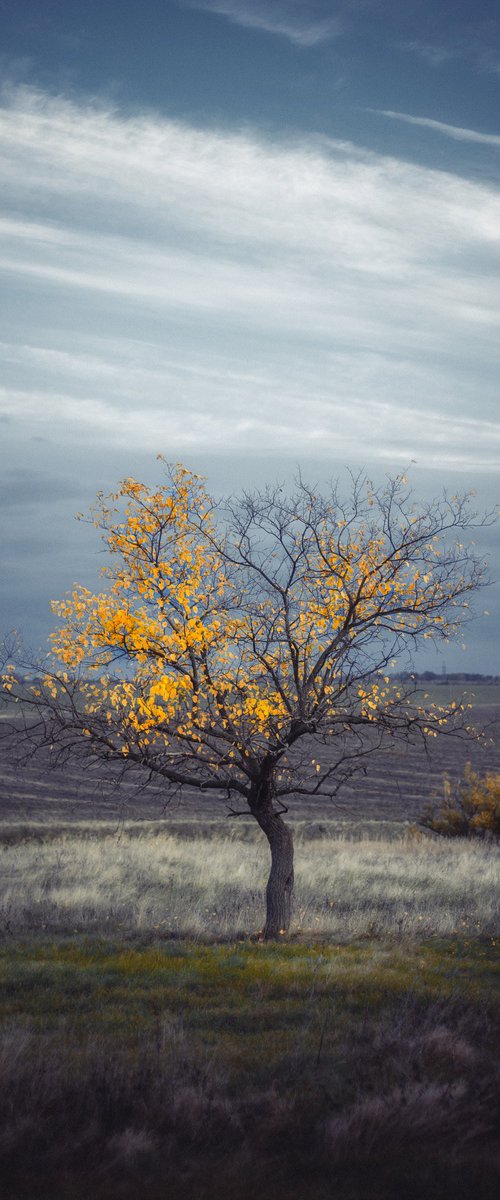 Lonely  yellow by Vlad Durniev