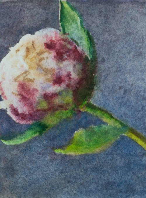 Flower bud by Anastasia Borodina