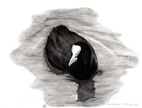 Coot of London by Nancy M Chara