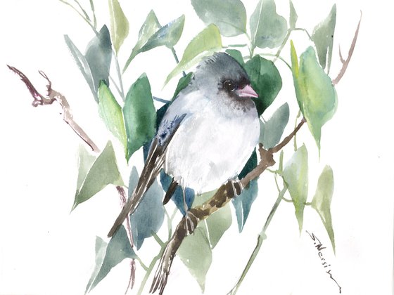 Big Eyed Junco