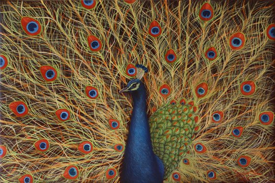 Peacock