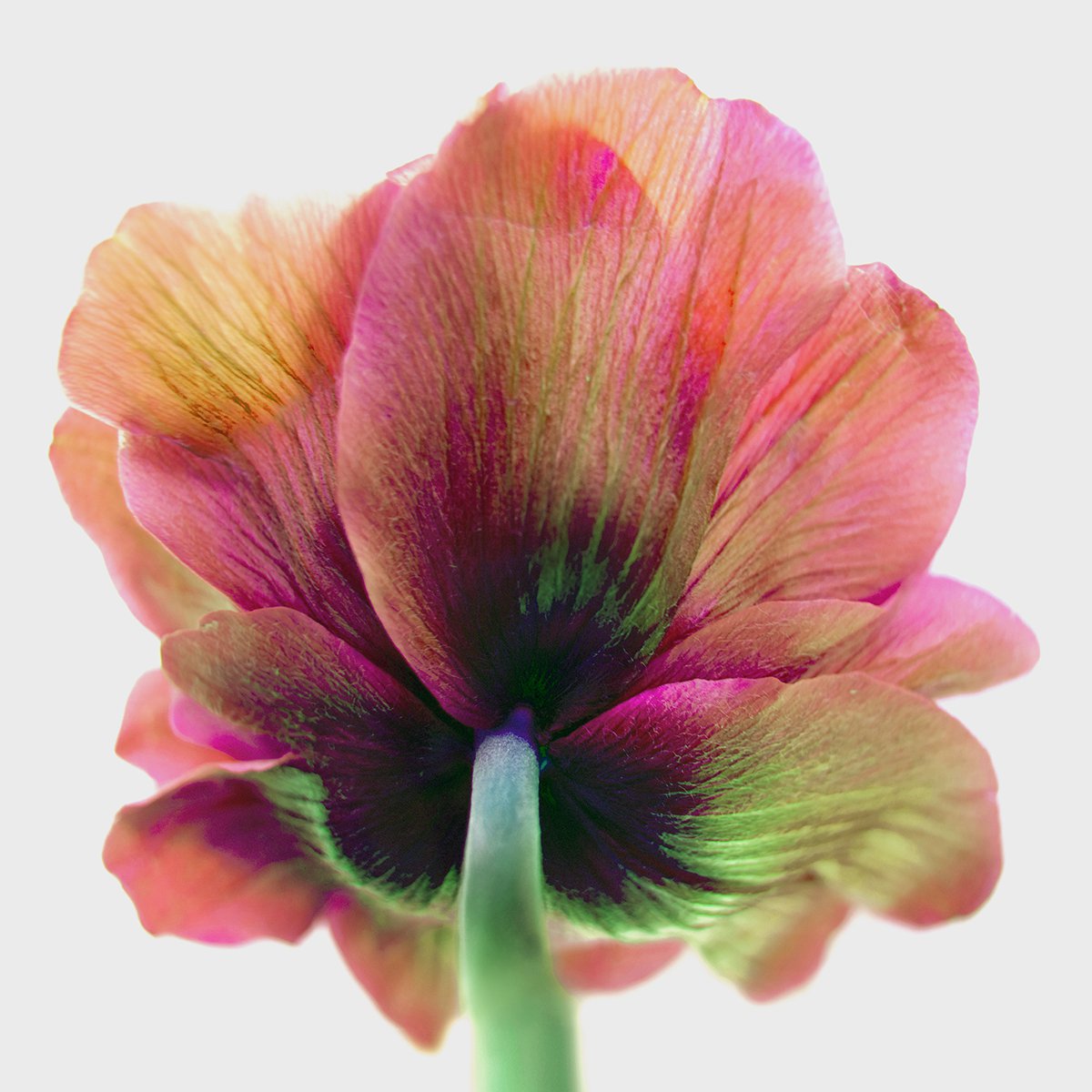 Photorealistic Botanical Photograph By Michael Filonow, 32 X 32", Botanical 98, Original Artwork