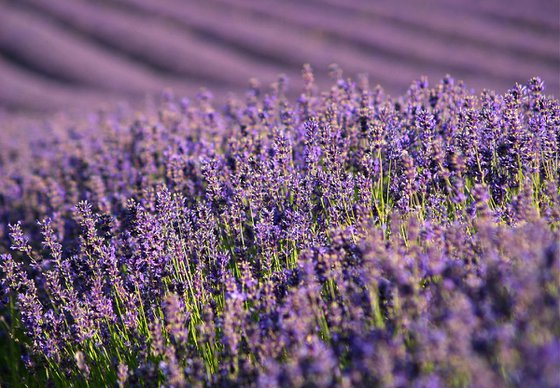 English Lavender in the Summer Sun