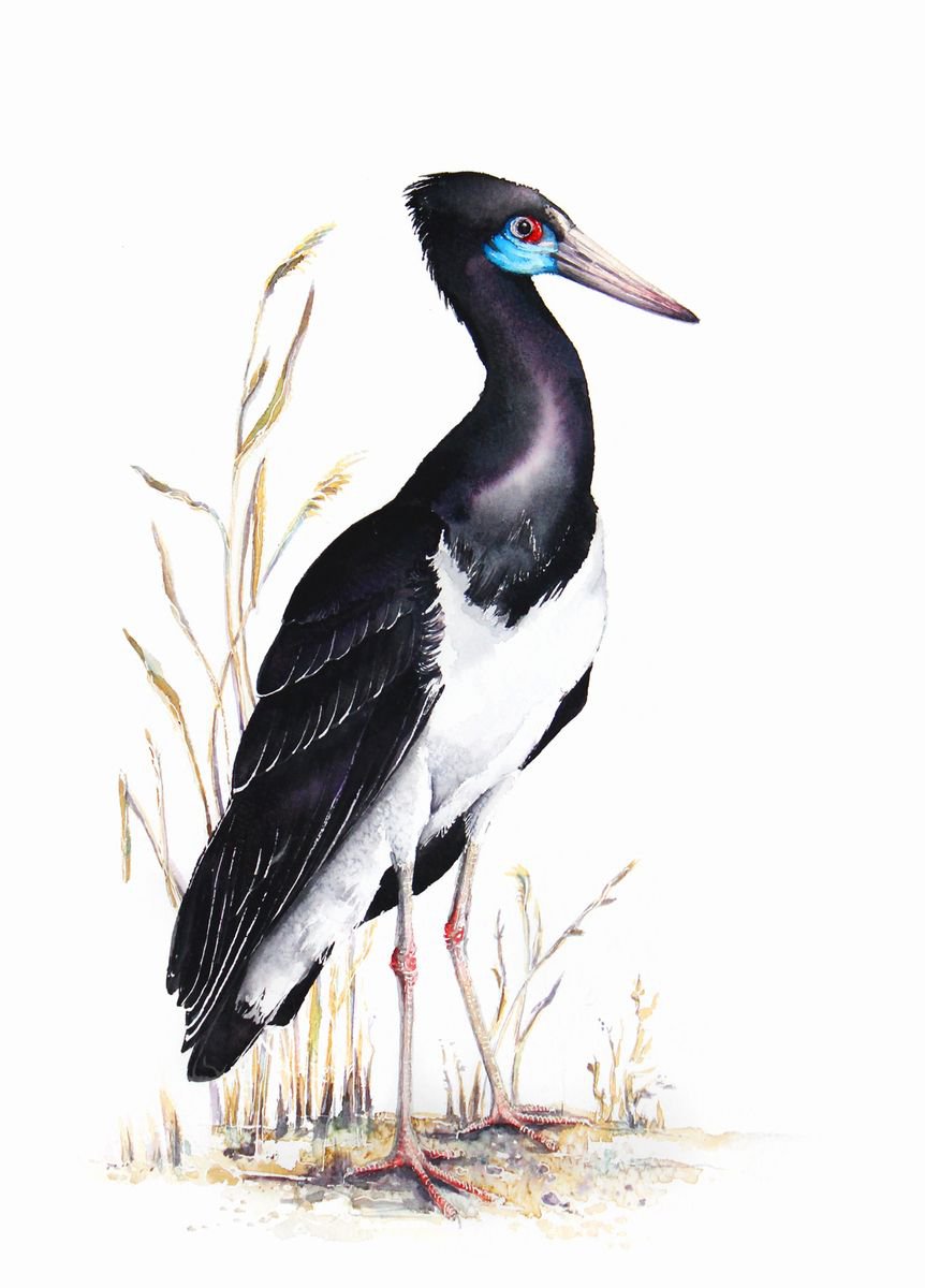 Abdim’s stork,  birds, wildlife watercolours by Karolina Kijak