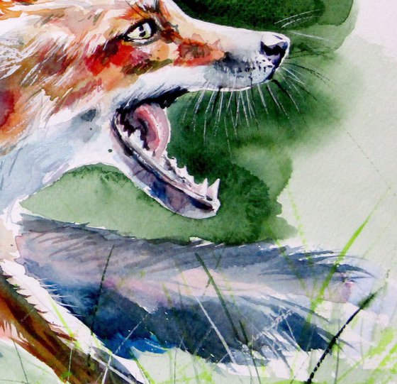 Red fox