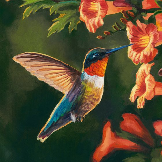 Hummingbird with trumpet vine