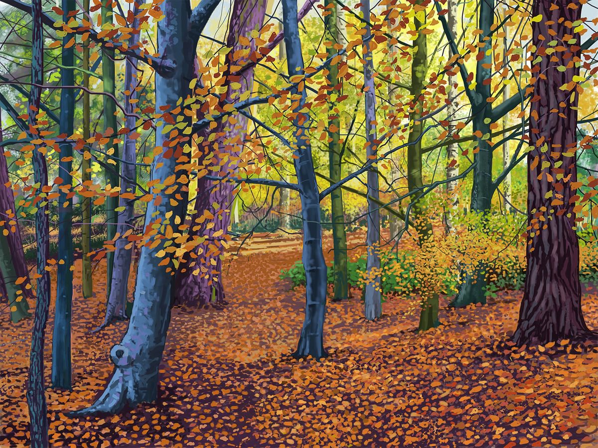 Autumn, Yearsley Woods, North Yorkshire by Jeff Parker