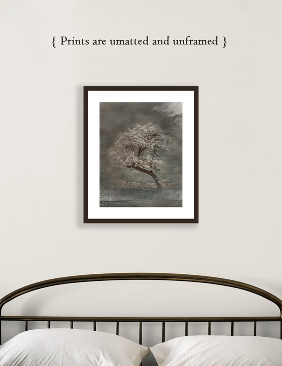 Tree, Broderick Park - 16x20"