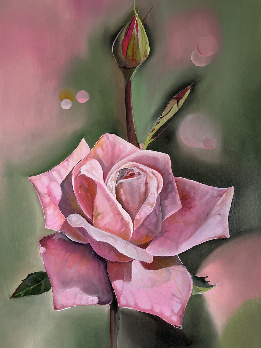 Pink rose oil on paper by Myroslava Denysyuk