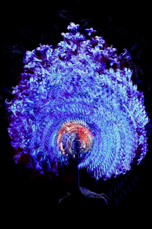 UNIVERSE IN A DANDELION-1 Limited edition of 12/ 105x70 cm by Alena Khokhlova