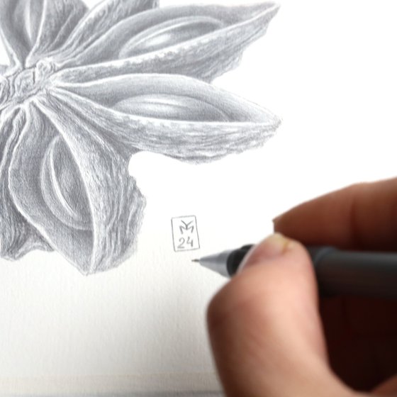 Star Anise Silverpoint