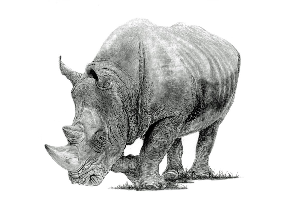 White Rhino by Paul Stowe