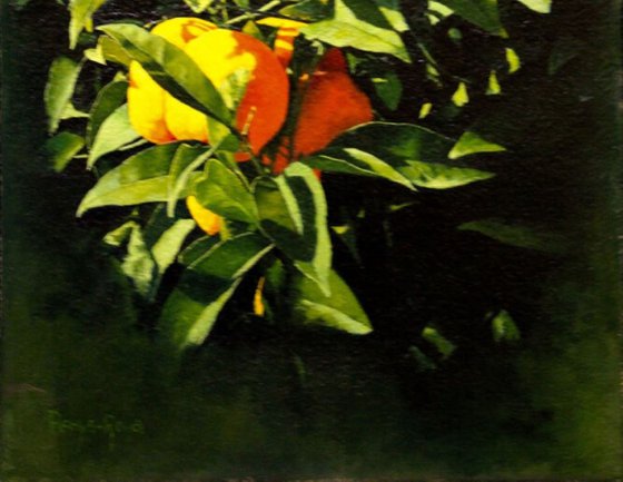 Naranjas en el naranjo