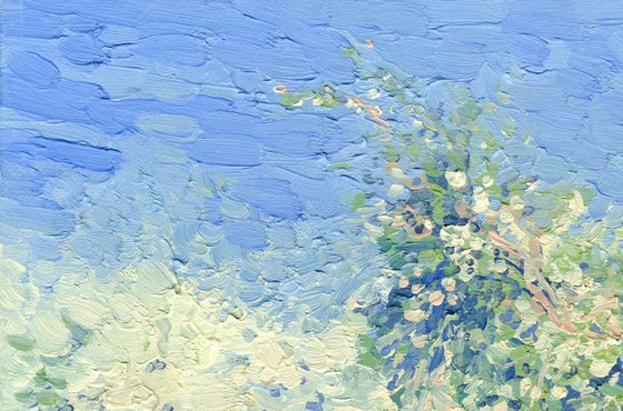 Apple blossom. Kolomenskoye