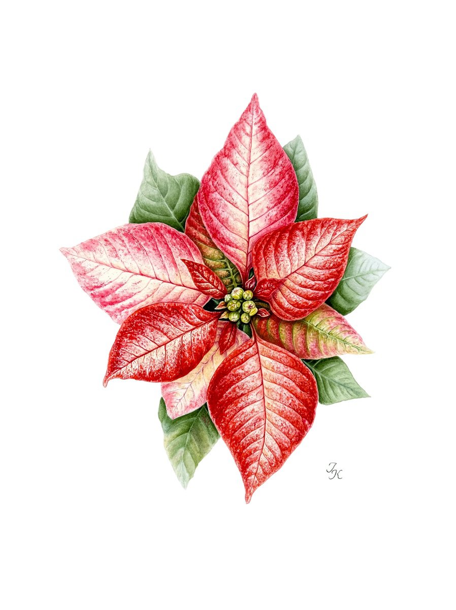 Illustrative Botanical Watercolour By Tetiana Kovalova, 11 X 15", Poinsettia, Original Artwork