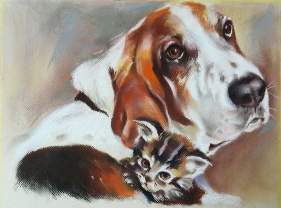 Basset and cat