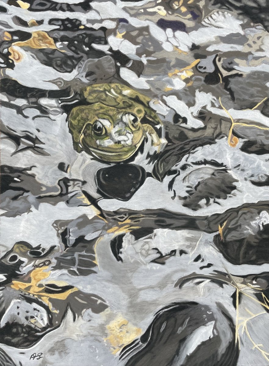 Photorealistic Animal Painting By Anne Shaughnessy, 11 X 14, Watcher In The Water, Original Artwork