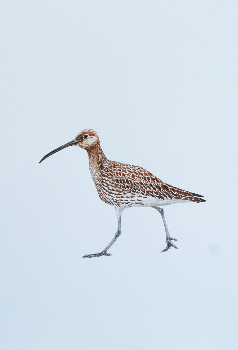 Eurasian curlew by Karina Danylchuk