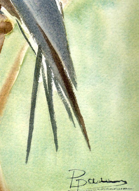 Whiskered treeswift Bird