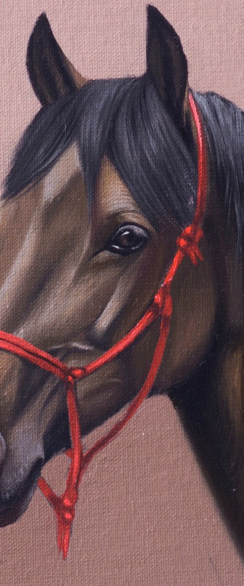 Horse Portrait 73 by Anastasia Parfilo