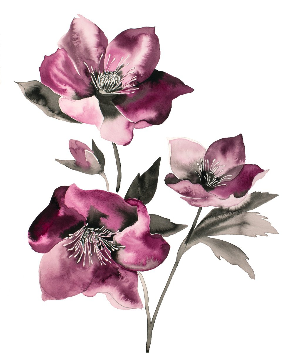 Expressive Botanical Watercolour By Elizabeth Becker, 16 X 20, Hellebore No. 37, Original Artwork