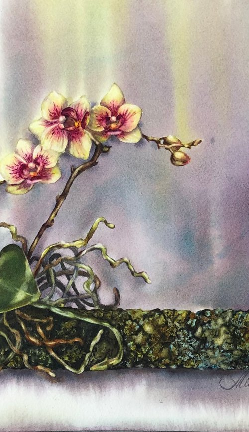 Orchid by Alina Karpova