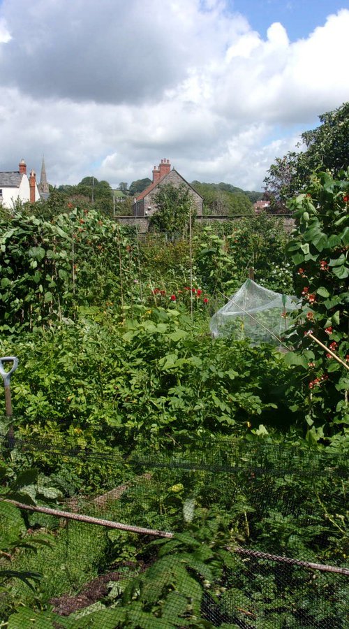 A British allotment by Tim Saunders