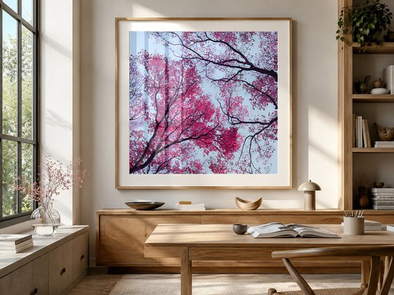 Lucid Bloom