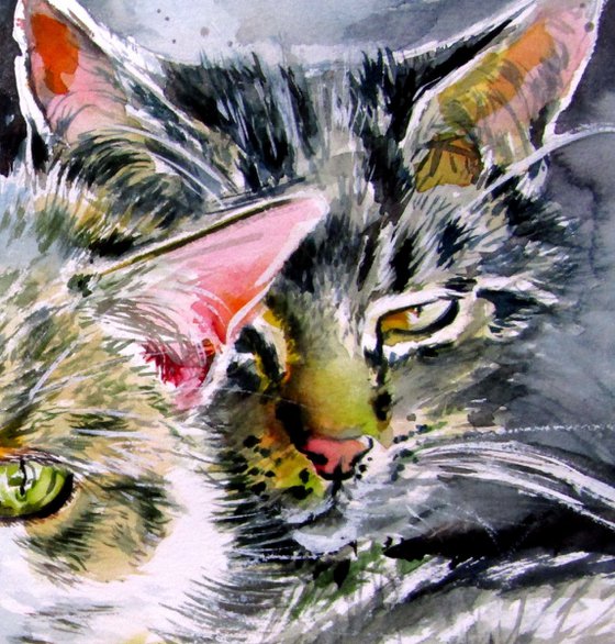 Our cats