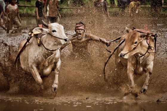 Pacu Jawi 1