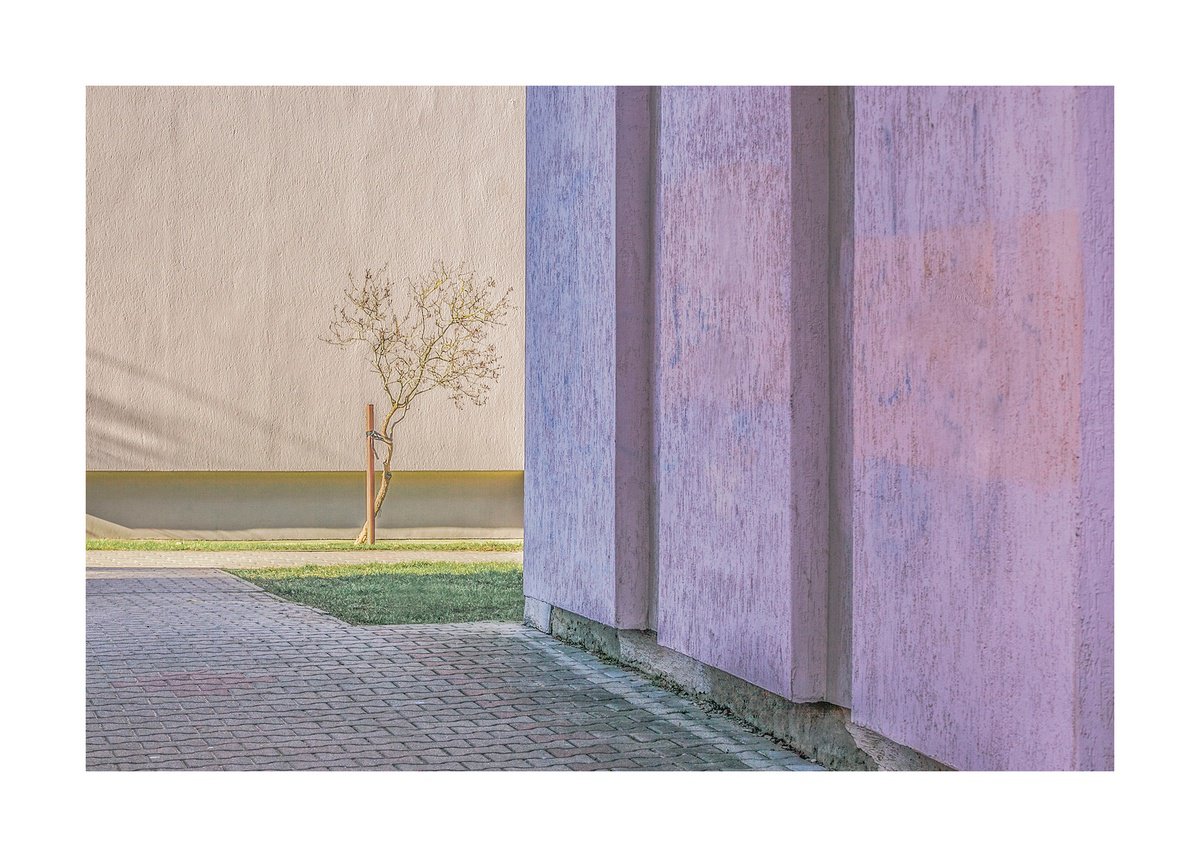 Geometric Photograph , Once Upon A Tree 17 By Beata Podwysocka, 28 X 20, Artwork For Sale On Artfinder