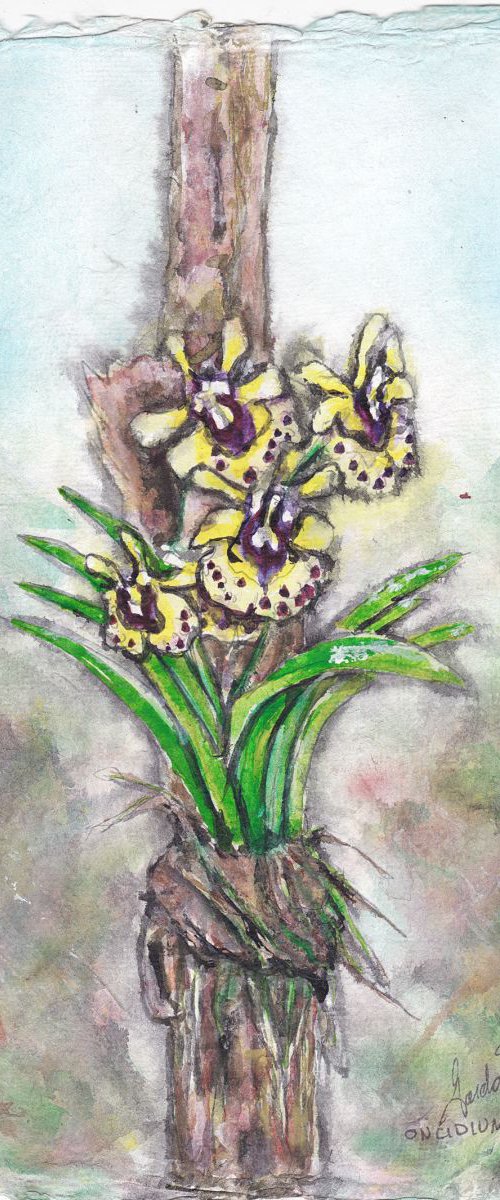 Oncidium equitant (yellow) by Gordon T.