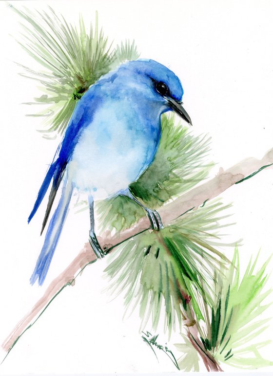 Mountain Bluebird