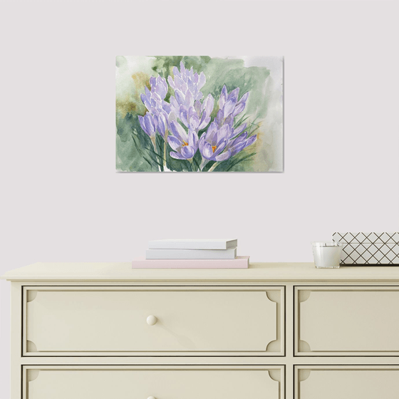 Delicate crocuses