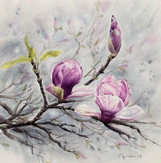 Magnolia, flowers, watercolour