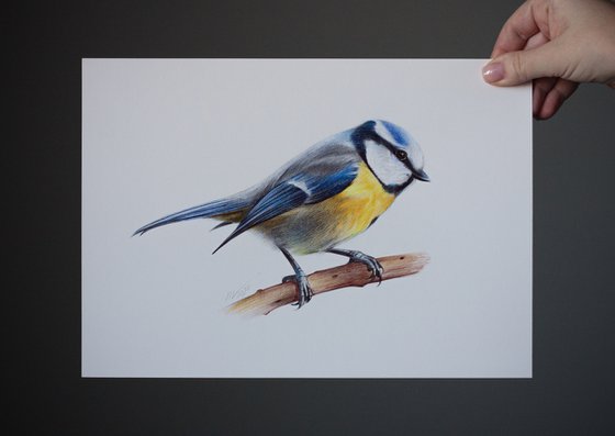 Eurasian Blue Tit - Bird Portrait