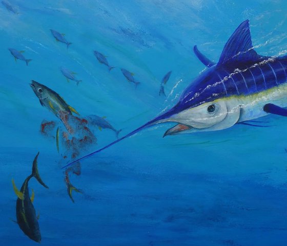 Marlin, Pacific Blue