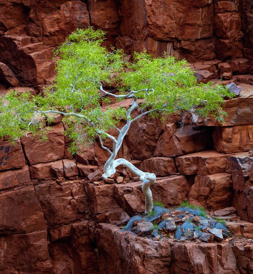 Red Rock Eucalyptus by Nick Psomiadis