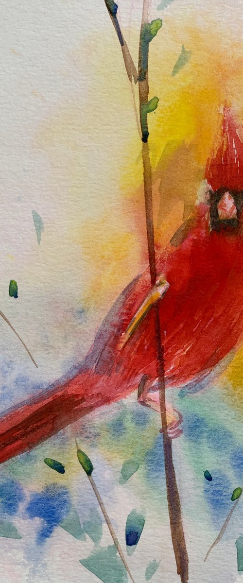 Cardinal bird by Olga Pascari