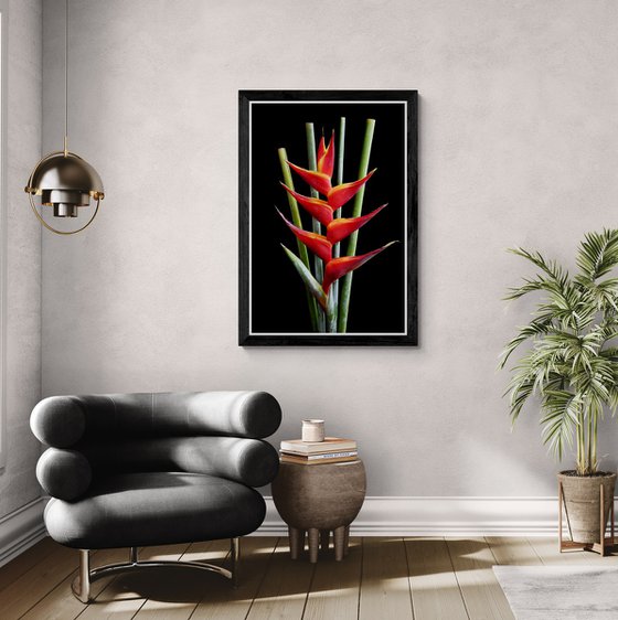 Heliconia Bihai - Macaw Flower