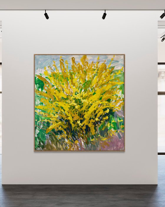 Forsythia in my garden.